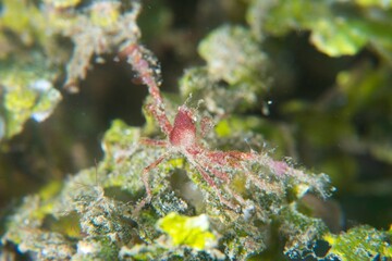 Orangutan Crab in Ambon Bay, Ambon, Indonesia © Observer's Garden