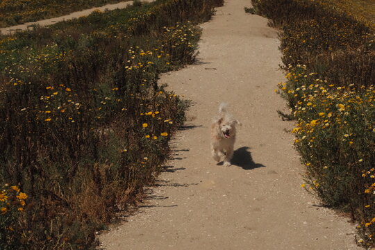 Small fluffy white dog enjoying Fiesta Island San Diego on a summer day, aesthetic film filter