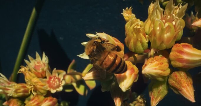 Steady cam towards large bumble bee on flower as it searching for pollen then flys away in slow motion