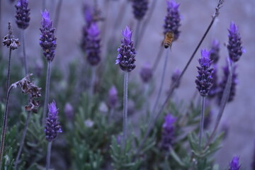 Obraz premium purple lavender flowers and an insect, insect, bee, pollination,