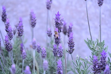 Obraz premium purple lavender flowers and an insect, insect, bee, pollination,
