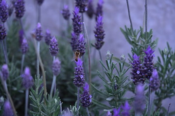 Obraz premium purple lavender flowers and an insect, insect, bee, pollination,