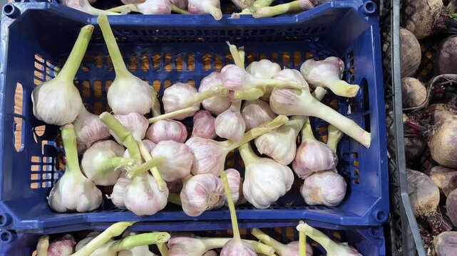 Fresh garlic bulbs arranged in blue crates at a market, visible produce nearby