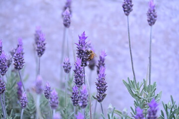 Fototapeta premium purple lavender flowers and an insect, insect, bee, pollination,