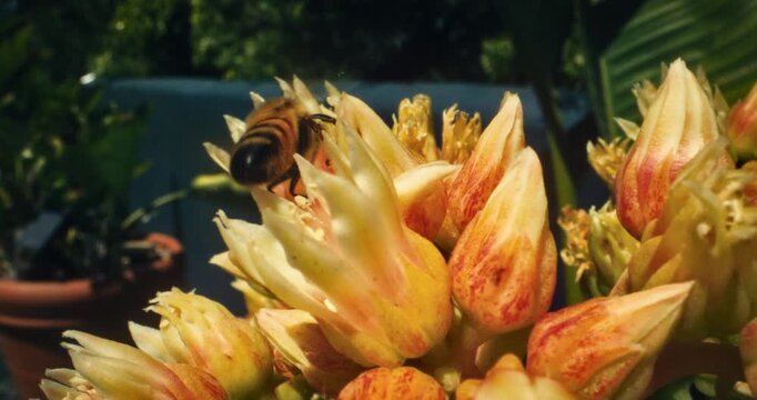 Slow, steady cam movement across bright flower buds to bumble bee