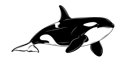 Black and White Orca Illustration © Laris