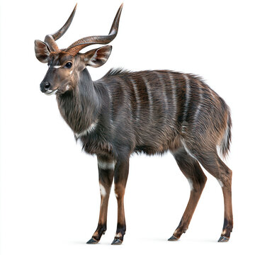 A male nyala antelope with large spiral horns stands isolated against a white background