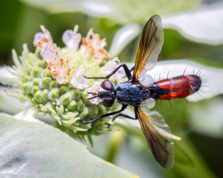 A Tachinid Fly visits the bloom on Clustered Mountain Mint.