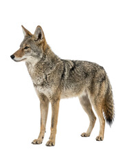 Fototapeta premium Coyote Standing Full Body Side View Realistic Wild Animal Illustration Isolated on Transparent Background