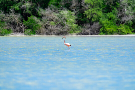 Pink flamingo standing in shallow water at Celestun Biosphere Reserve in Yucatan, a famous destination known for wildlife and birdwatching