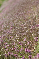 Obraz premium 土手に広がる野草の花が織りなすパステルカラー