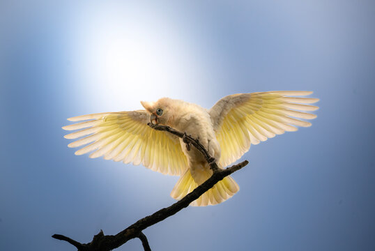 Little Corella cockatoo with wings spread wide on a branch