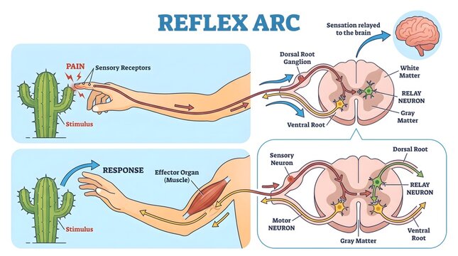 Reflex Arc Diagram Illustrating the Pathway of Pain Stimulus and Rapid Muscle Response