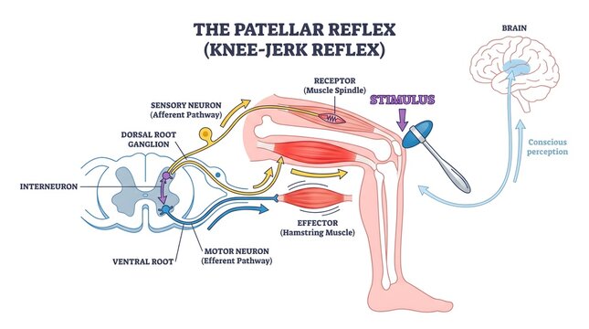 Patellar Reflex Arc Medical Diagram Illustrating Knee Jerk Mechanism and Nervous System Pathway