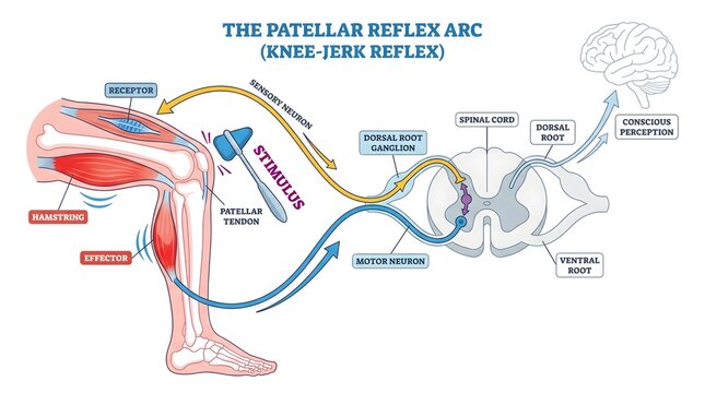 Patellar Reflex Arc Medical Illustration Showing the Knee Jerk Reflex Pathway from Stimulus to Response and Perception
