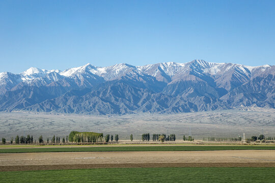 Shelterbelt of poplar trees acting as a windbreak against sandstorms in Xinjiang, China.
