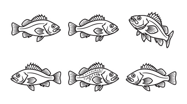 Six bass fish vector illustration with wildlife freshwater swimming illustration ornament decoration pectoral creature ichthyology underwater
