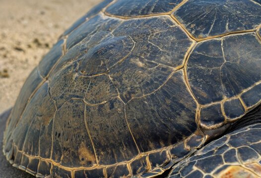 Close-up of the beautiful pattern and texture of a sea turtle shell