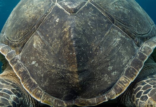 Close-up of the beautiful pattern and texture of a sea turtle shell