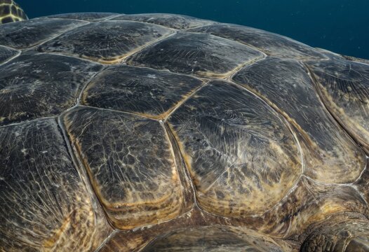 Close-up of the beautiful pattern and texture of a sea turtle shell