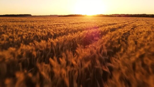 Golden Wheat Field Under Sunrise Sky