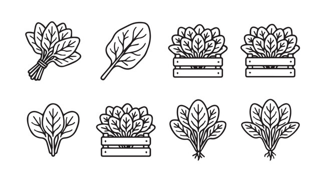 Vector illustrations of fresh spinach leaves and bundles in crates healthy organic green vegetable line art collection market produce icons vegetable collection illustration silhouette isolated