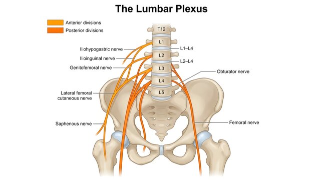 Lumbar Plexus Anatomical Diagram Illustrating Nerve Roots and Major Branches in Human Pelvis