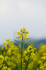 Obraz premium Large patches of golden rape flowers bloom vibrantly in spring. A stunning pastoral landscape full of natural vitality and fresh rural scenery.