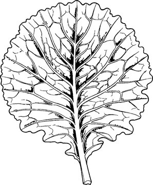 Detailed leafy green vegetable leaf with complex veins