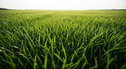 Obraz premium Vibrant green grass field stretching to the horizon on a sunny day outdoors