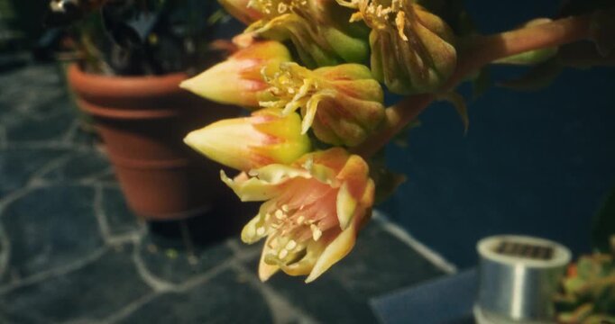Steady cam slow motion of bumblebee buzzing around bright flowers