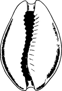 Minimalist cowrie shell line art illustration ventral view