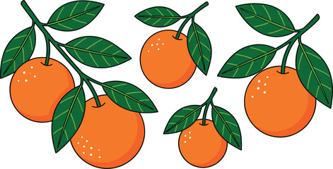 Obraz premium Flat Style Fresh Orange Fruit with Green Leaves Branch Set Citrus Tropical Healthy Food Vector Illustration Collection