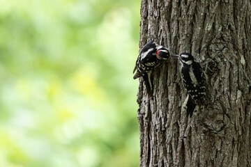 Fototapeta premium Downy woodpeckers on a trunk