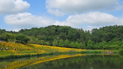 Fototapeta premium lake in the forest