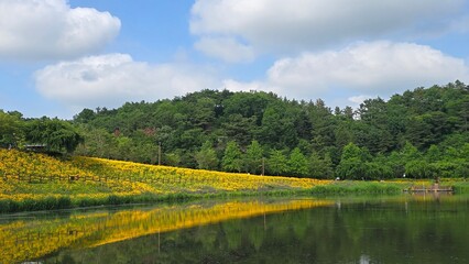 Fototapeta premium lake in the forest