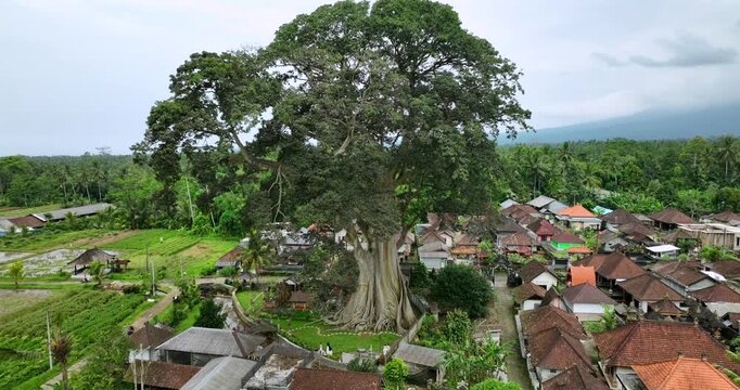 700 years old tree in Bali. Ancient Bayan tree