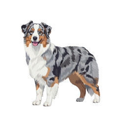 Australian Shepherd Dog Portrait - Blue Merle Breed © siti