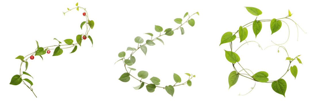 Giloy plant, Tinospora cordifolia, Menispermaceae family, medicinal climbing shrub profile, vine style heart-shaped cordate leaves corky bark stem, ayurvedic botanical specimen architectural layout