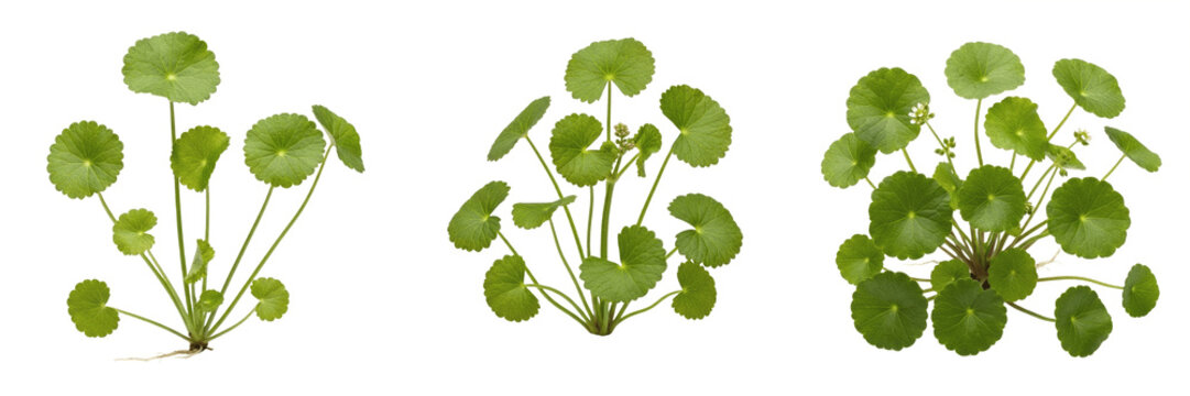 Gotu kola plant, Centella asiatica, Apiaceae family, medicinal creeping perennial herb profile, reniform kidney-shaped leaves wetland habitat adaptation, ayurvedic botanical specimen layout map index