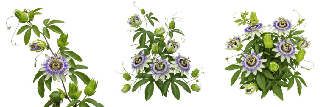Passionflower plant, Passiflora incarnata, Passifloraceae family, medicinal climbing vine floral profile, complex purple-white fringed corona flowers trilobed leaves, botanical specimen architecture