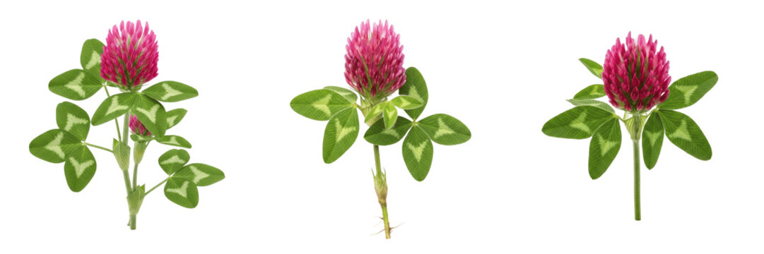 Red clover plant, Trifolium pratense, Fabaceae family, medicinal perennial legume floral profile, pink-red globose flower heads trifoliate leaves white v-mark, botanical specimen structural layout