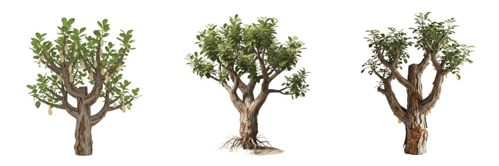 Frankincense plant, Boswellia sacra, Burseraceae family, medicinal desert deciduous tree profile, pinnate compound leaves papery peeling bark aromatic resinous exudate, botanical specimen mapping map © Homelander