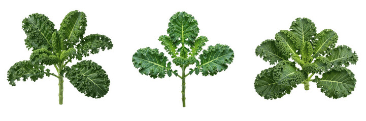 Kale plant, Brassica oleracea var sabellica, Brassicaceae family, medicinal nutritional cruciferous greens profile, highly ruffled curled dark green leaves upright central stem, botanical specimen map © Homelander