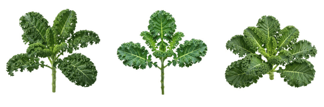 Kale plant, Brassica oleracea var sabellica, Brassicaceae family, medicinal nutritional cruciferous greens profile, highly ruffled curled dark green leaves upright central stem, botanical specimen map