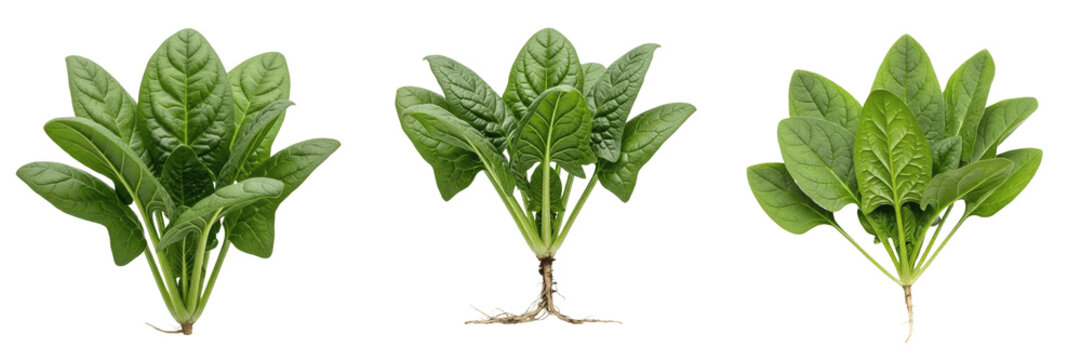 Spinach plant, Spinacia oleracea, Amaranthaceae family, medicinal nutritional greens profile, ovate to triangular dark green fleshy leaves basal rosette growth, annual botanical specimen mapping