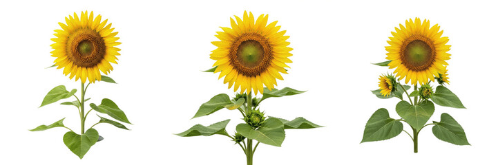 Obraz premium Sunflower plant, Helianthus annuus, Asteraceae family, medicinal nutritional annual floral profile, large yellow composite flower head brown disc florets cordate hairy leaves, botanical specimen map