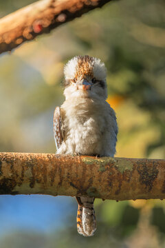 Laughing Kookaburra also called Dacelo novaeguineae found in Brisbane, Queensland.