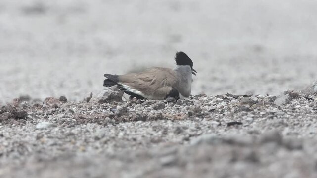 River lapwing during the breeding season.