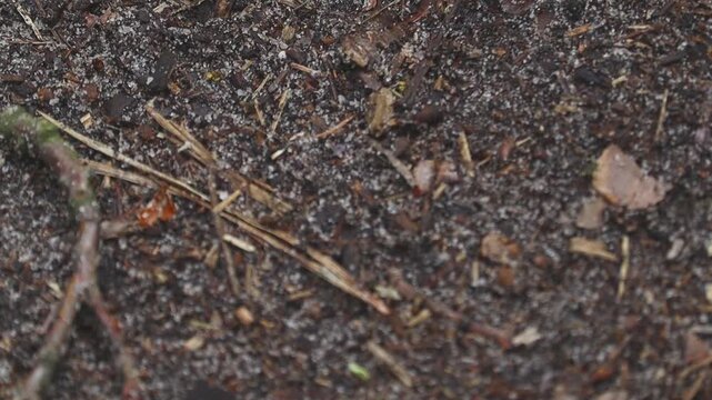 A brown beetle slowly crawls across the textured forest floor, rich with soil, twigs, and pine needles. This macro shot highlights the intricate details of nature's ground level.